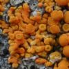 Caloplaca arnoldii